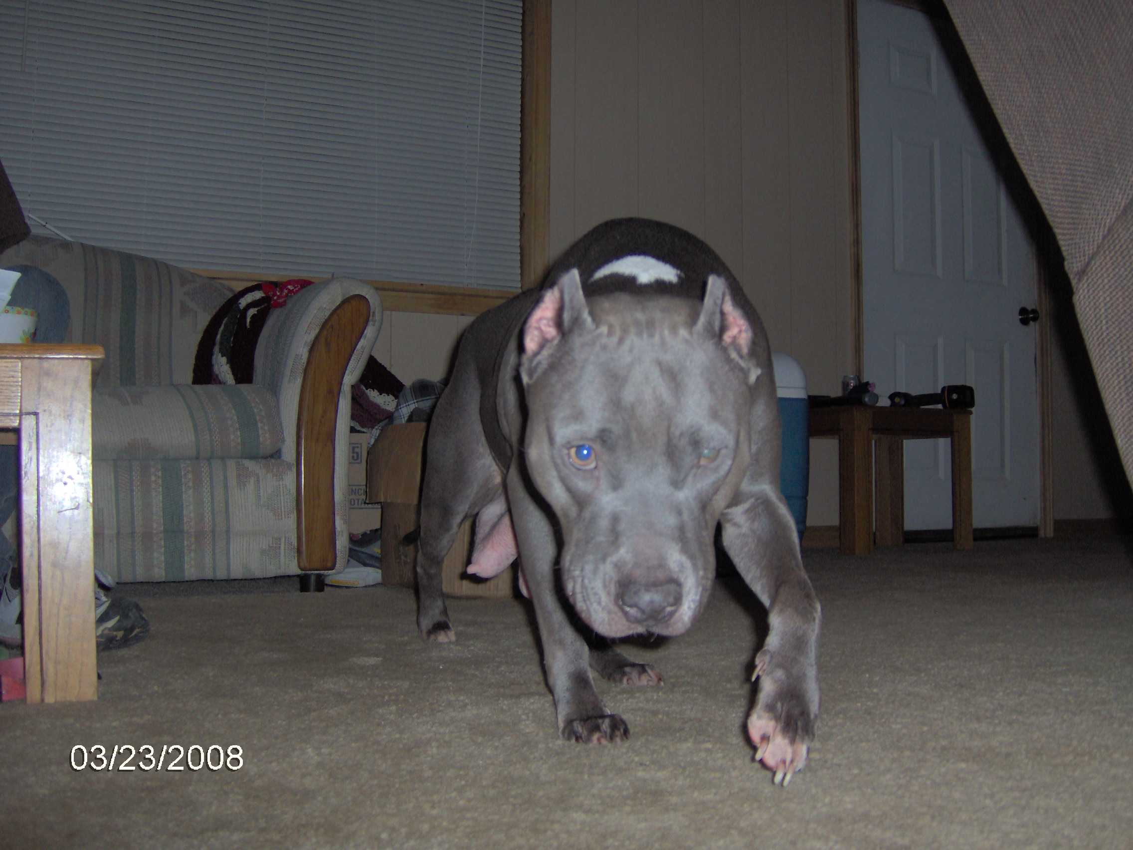 diamondpuppies071.jpg